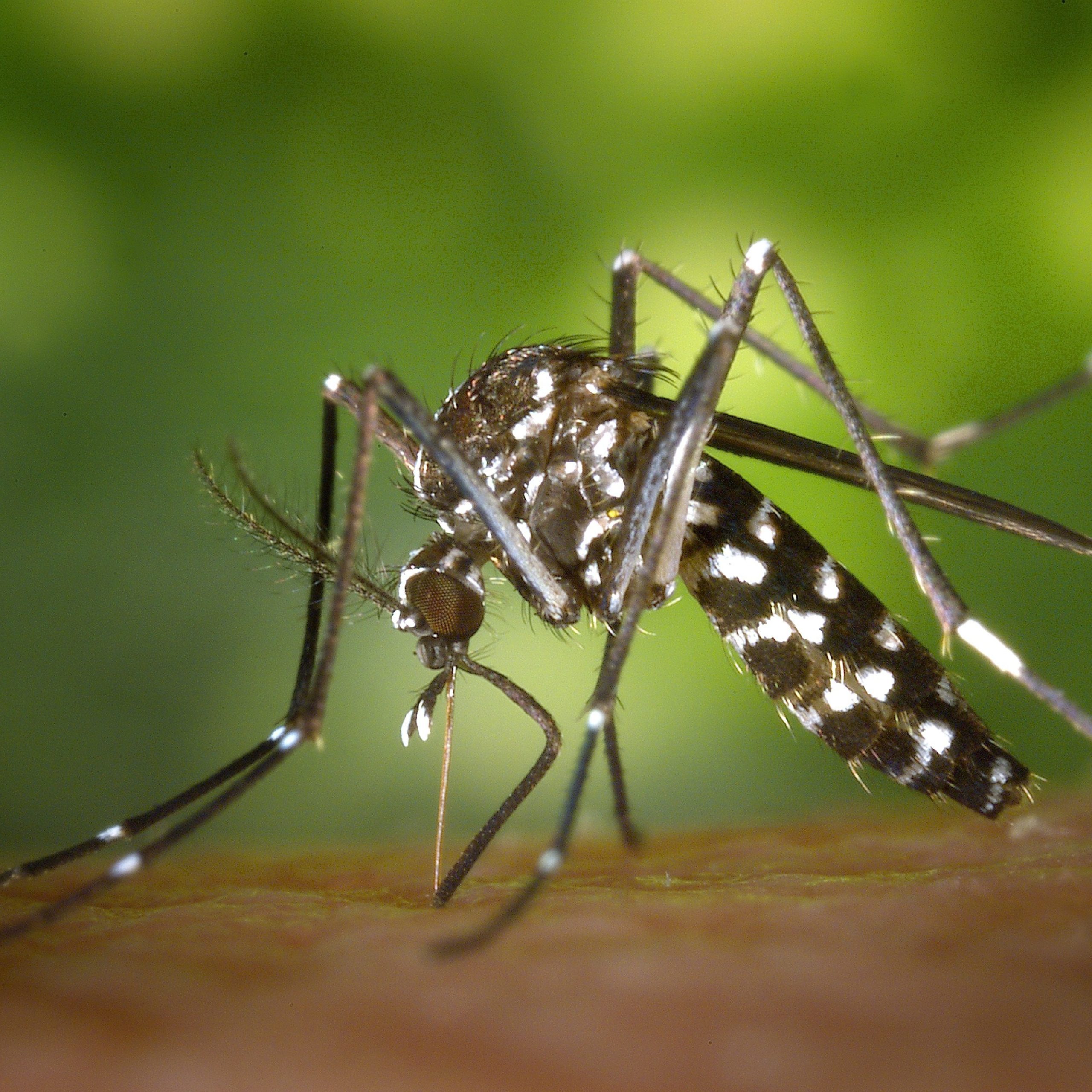 Infezione da Virus Dengue (importato)  Intervento disinfestazione urgente zona via Dante Alighieri il giorno 2 settembre 2026 a partire delle ore 5:00